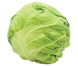 round cabbage