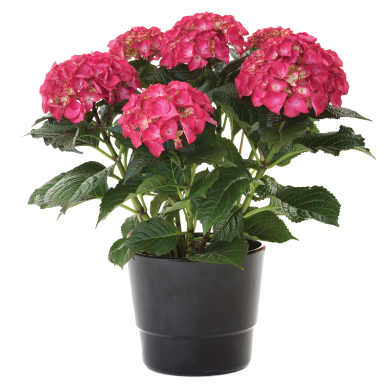 Hydrangea Plant - Centra