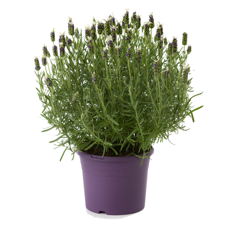 Lavender