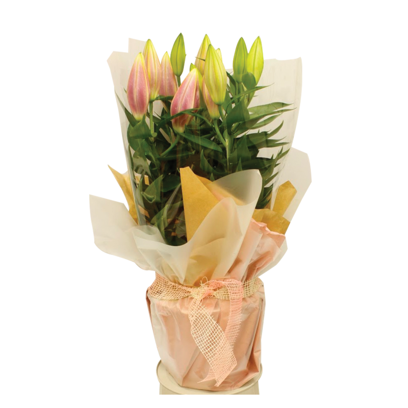 Lily Pot Gift Wrap 1600 1 Lily Pot Gift Wrap 1600 1