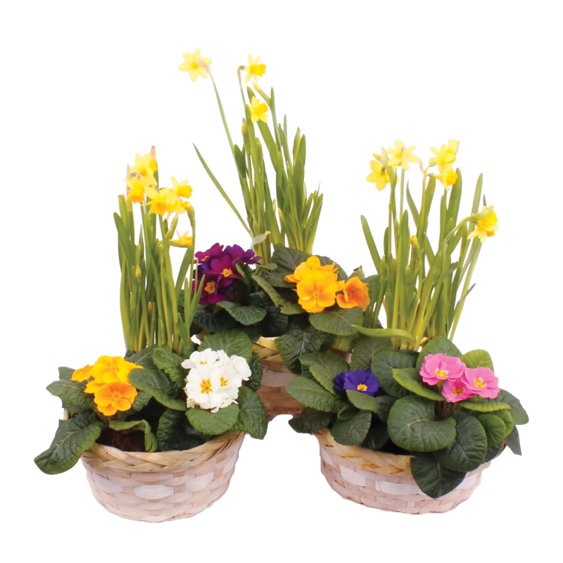 CT EASTER Basket 699 CT EASTER Basket 699