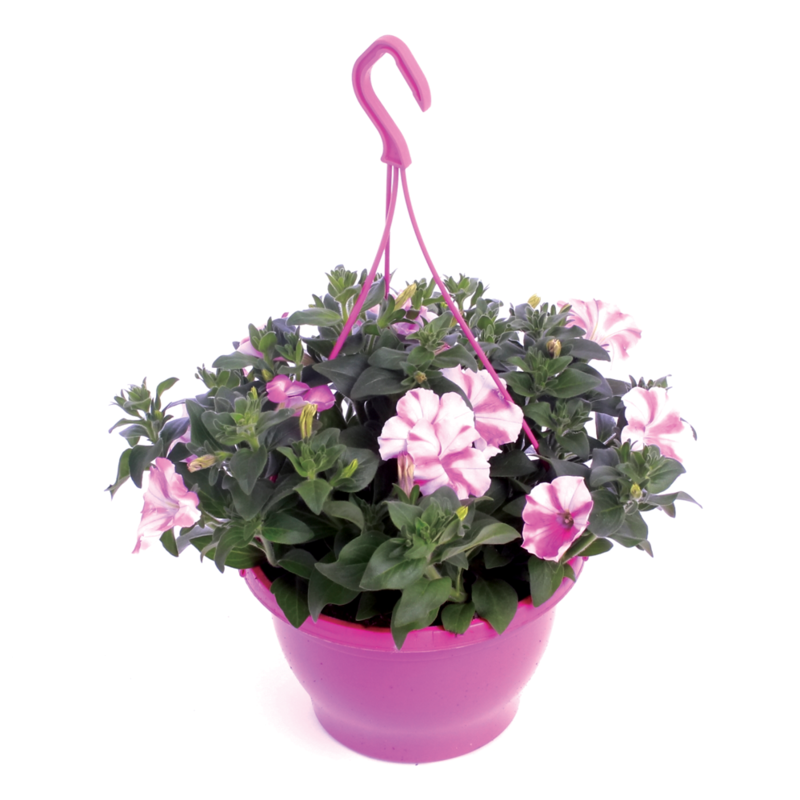 CT Petunia Hanging Basket