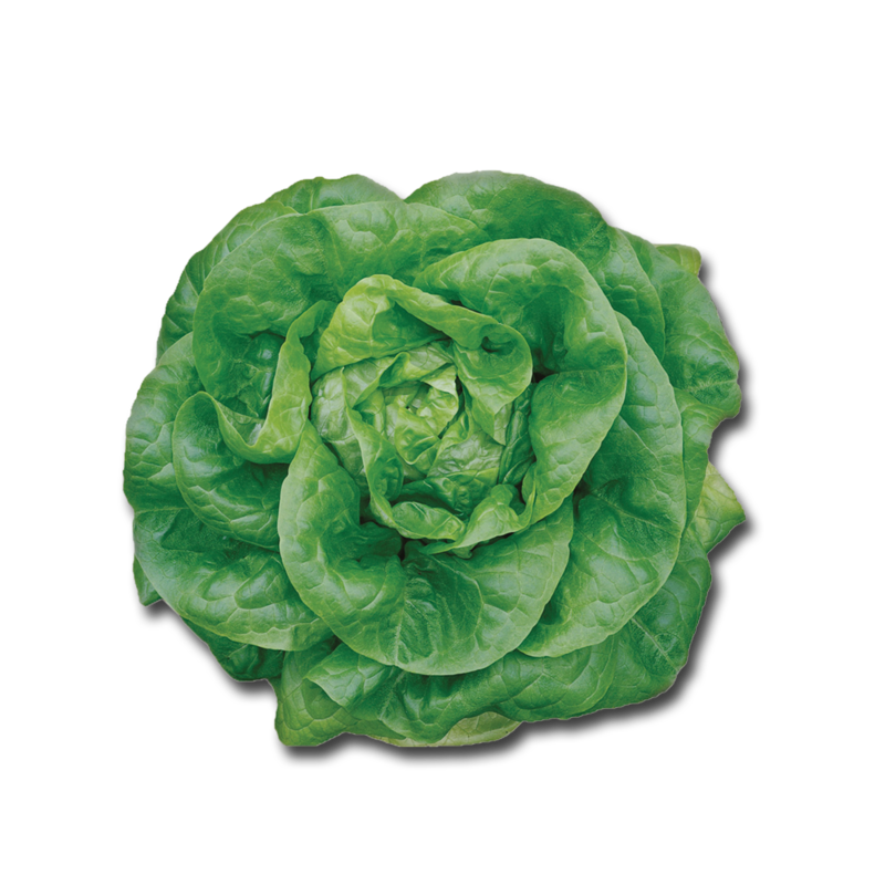 CT butterheadLettuce
