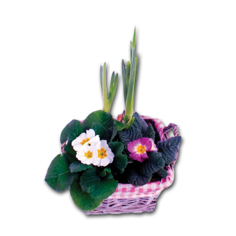 CT mothersDay plantedBasket