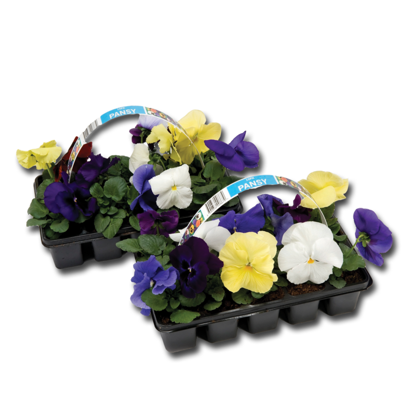 CT pansy 6pce