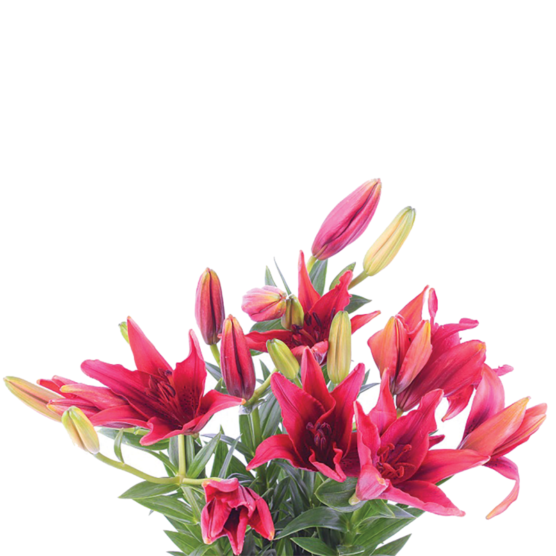 Lillies 2 Lillies 2